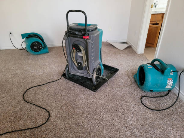 Best Water damage cleanup near me  in North Branch, MN