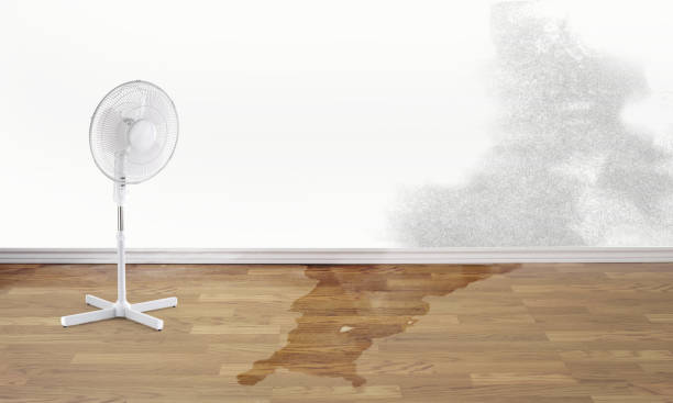 Best Water damage restoration near me  in North Branch, MN
