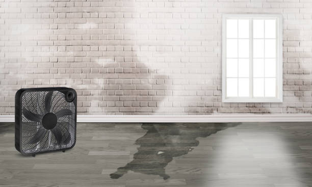 Best Professional water damage repair  in North Branch, MN